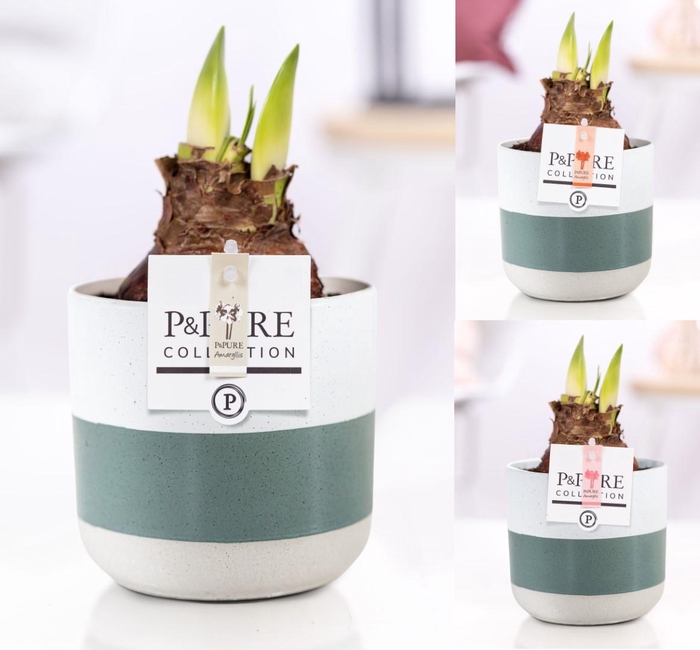 <h4>Hippeastrum mix in P&PURE Lauren ceramics</h4>