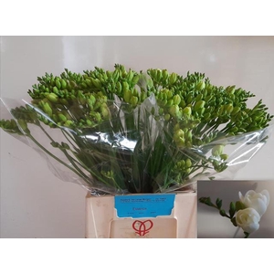 Freesia du Essence
