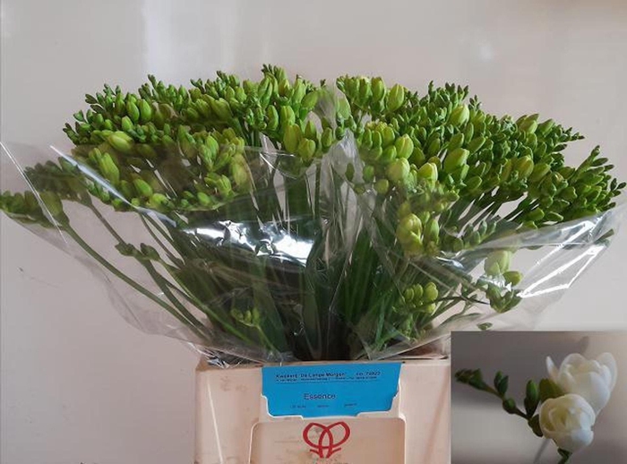 <h4>Freesia du Essence</h4>