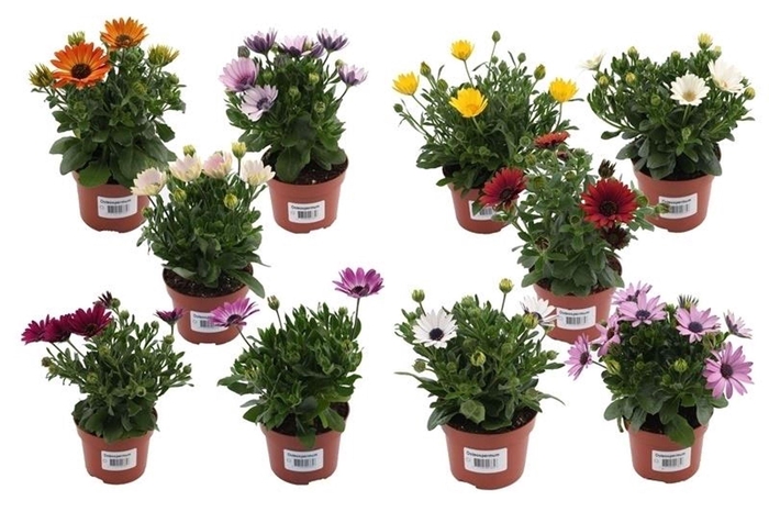 <h4>Osteospermum</h4>