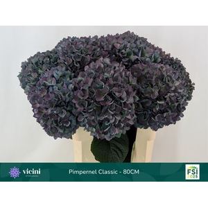 HYDR M CH PIMPERN CL