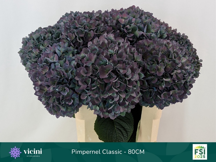 <h4>HYDR M CH PIMPERN CL</h4>