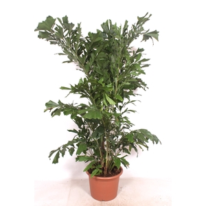 Caryota mitis