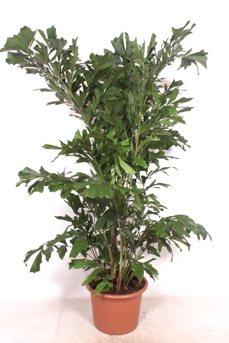 <h4>Caryota mitis</h4>