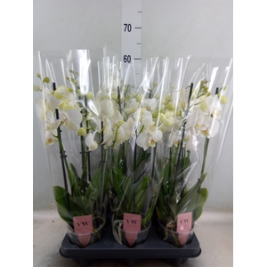 Phalaenopsis  'Ant Inverness'