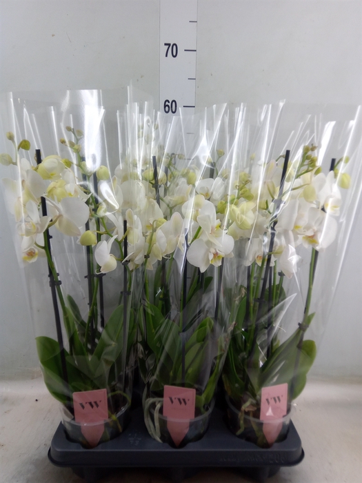 <h4>Phalaenopsis  'Ant Inverness'</h4>