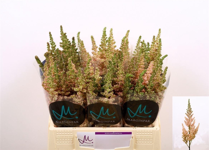 <h4>Astilbe C Vi Inferno</h4>