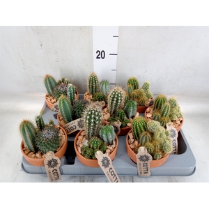 Arr.  Cactus L%