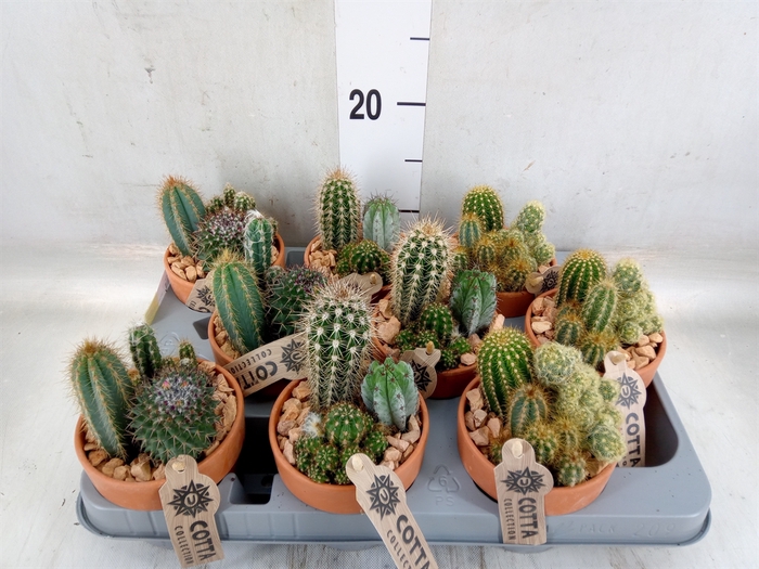 <h4>Arr.  Cactus L%</h4>