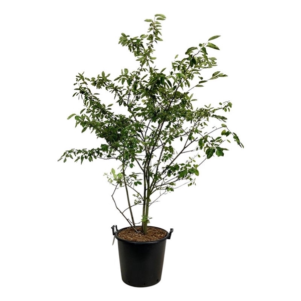 <h4>Amelanchier lamarckii</h4>