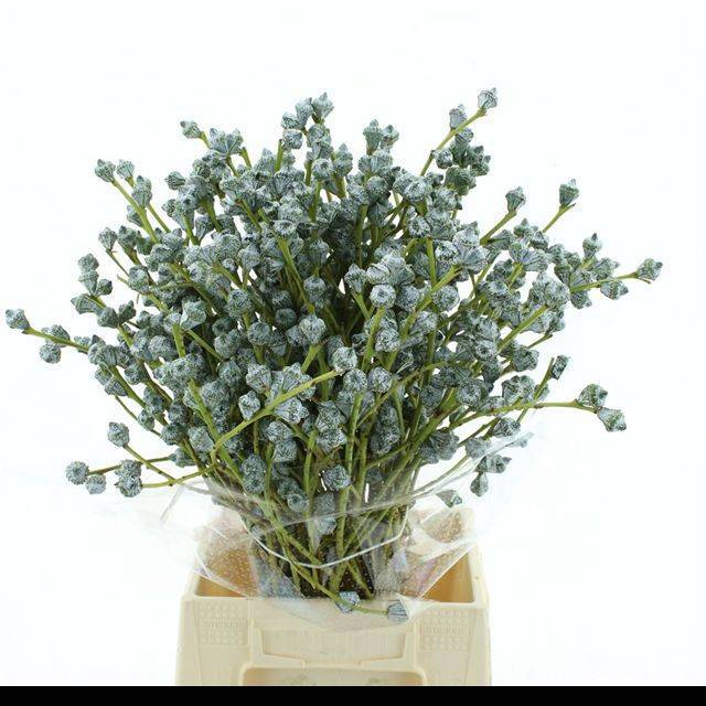 <h4>EUC GLOBULUS BS</h4>