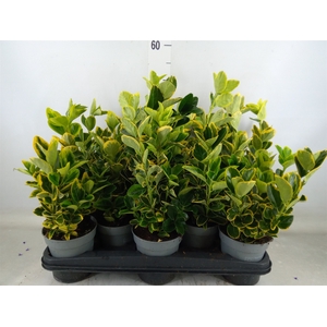 Euonymus japon. 'Aureus'