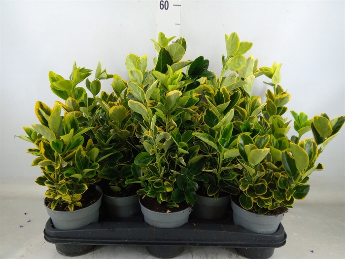 <h4>Euonymus japon. 'Aureus'</h4>