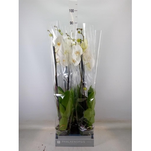 Phalaenopsis  'White World'