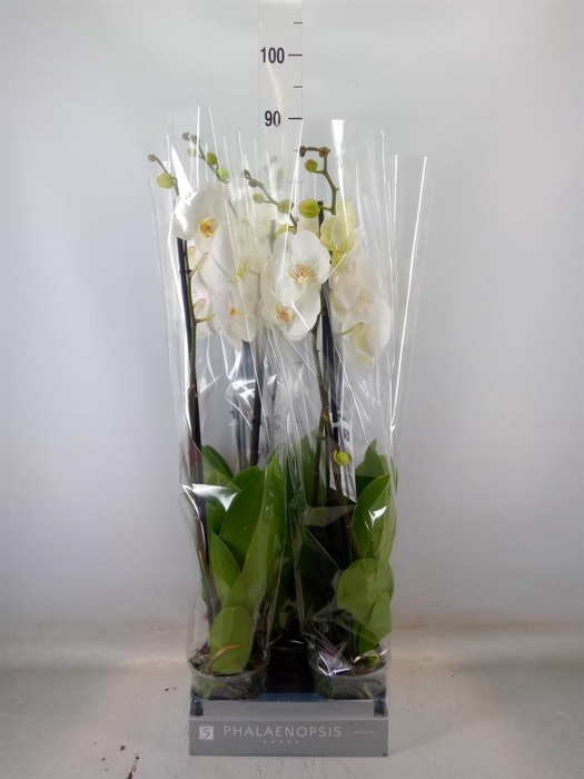 <h4>Phalaenopsis  'White World'</h4>