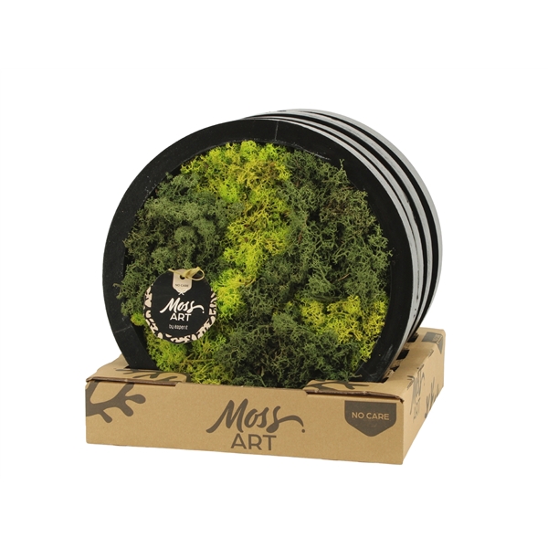 <h4>90789: Moss Art arrangement D27</h4>