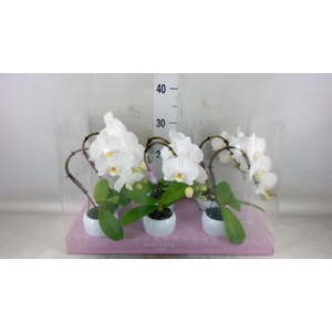 Phalaenopsis   ...white