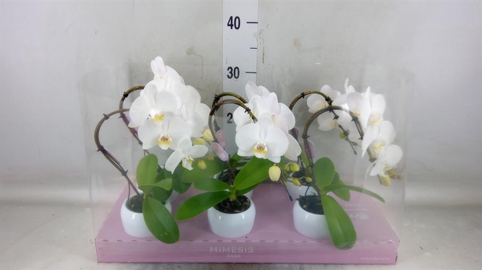 <h4>Phalaenopsis ...white</h4>
