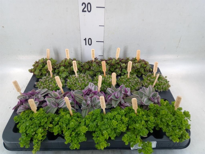 <h4>Planten  ..mix</h4>