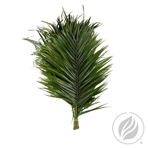 Phoenix Roebelini 50cm Mbx