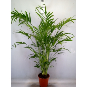 Chamaedorea cataractarum