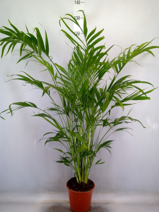 <h4>Chamaedorea cataractarum</h4>