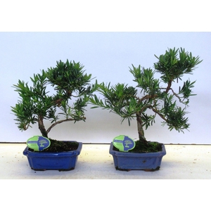 Podocarpus macrophyllus, 20cm., shape, without drip tray
