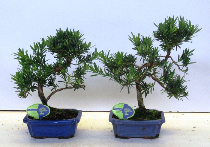 <h4>Podocarpus macrophyllus, 20cm., shape, without drip tray</h4>