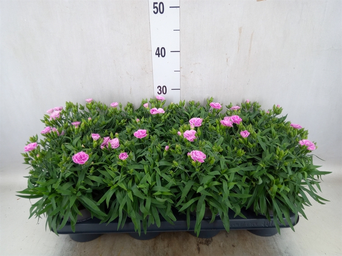 <h4>Dianthus car. 'Peman Fancy Lilac'</h4>