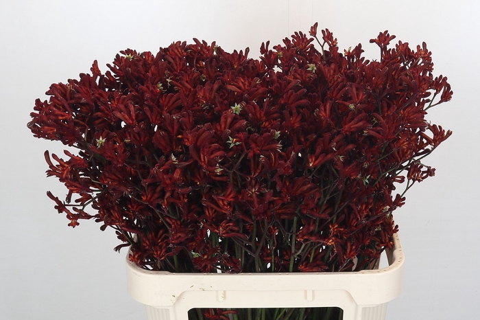 <h4>Anigozanthos Bush Ruby</h4>