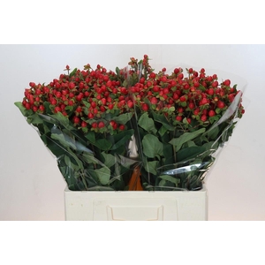 Hypericum Magical Triumph