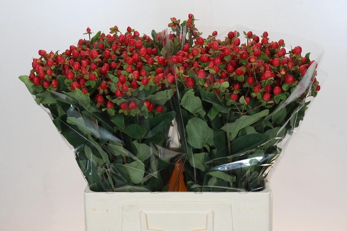 <h4>Hypericum Magical Triumph</h4>