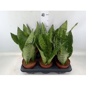 Sansevieria zeylanica