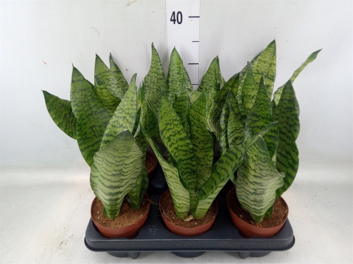 <h4>Sansevieria zeylanica</h4>