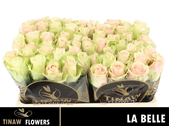 <h4>R Gr La Belle</h4>