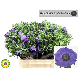 Anem Co Mis + D Blue