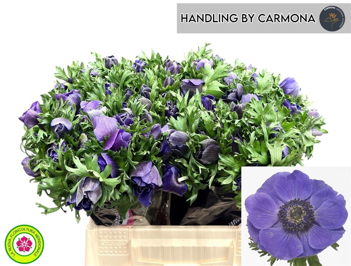 <h4>Anem Co Mis + D Blue</h4>