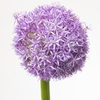 Aster N-B 'Double Date Pink'