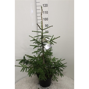 Picea orientalis 'Aureospicata' P26 potgekweekt