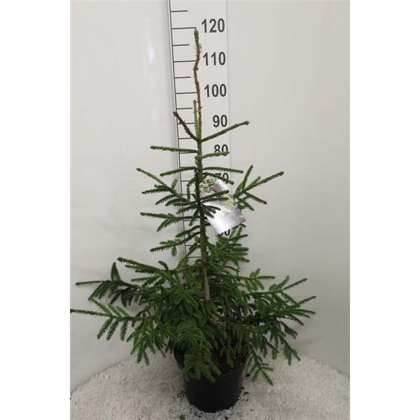 <h4>Picea orientalis 'Aureospicata' P26 potgekweekt</h4>