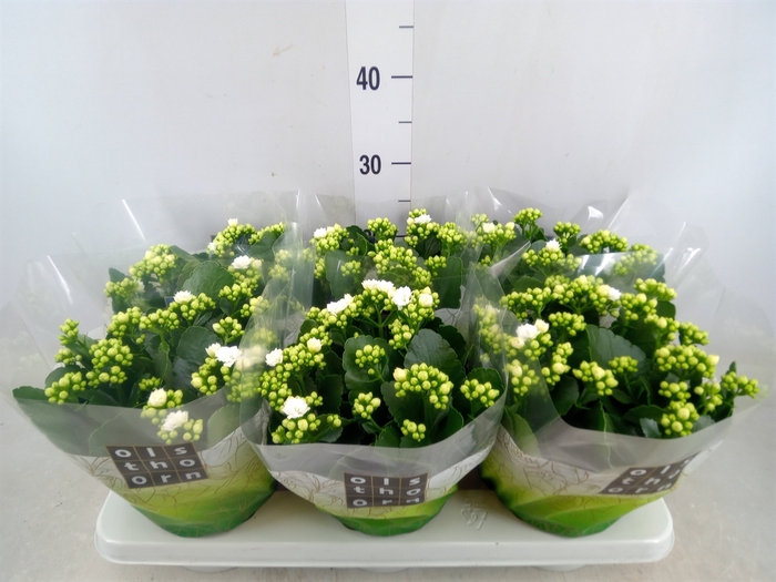 <h4>Kalanchoe blos. 'Calandiva Whites'</h4>