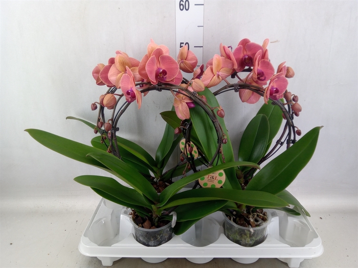 <h4>Phalaenopsis   ...</h4>