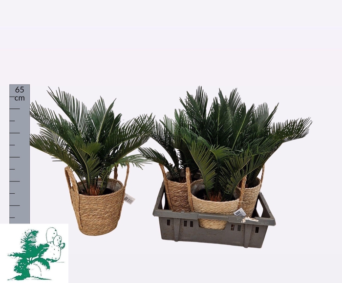 <h4>CYCAS REVOLUTA</h4>