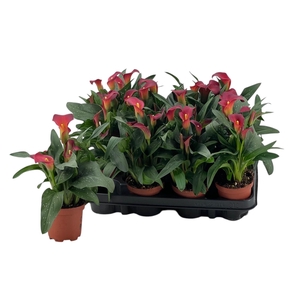 Zantedeschia overig