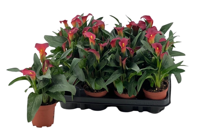 <h4>Zantedeschia overig</h4>