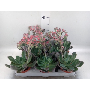 Echeveria  'Blue Prince'