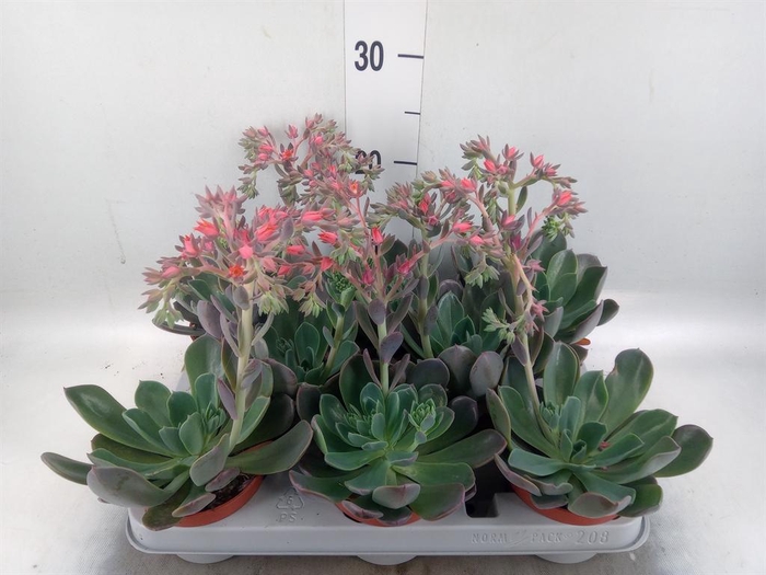 <h4>Echeveria  'Blue Prince'</h4>