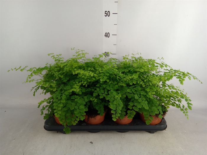 <h4>Adiantum raddi. 'Fragrans'</h4>