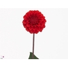 Dahlia Red Cap