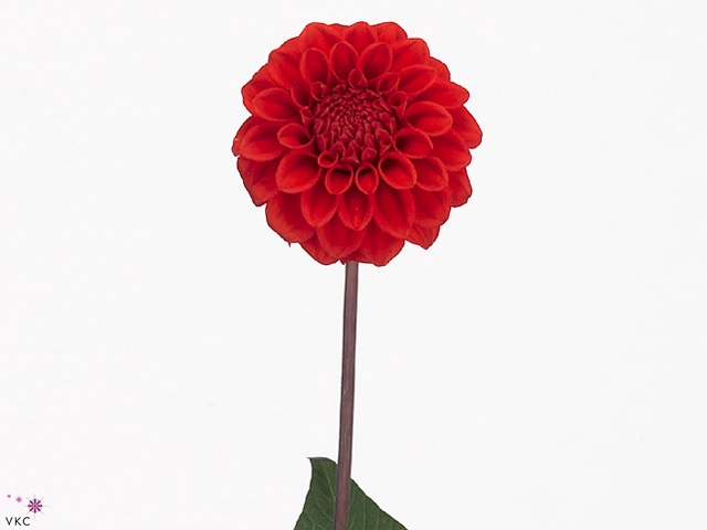 Dahlia Red Cap
